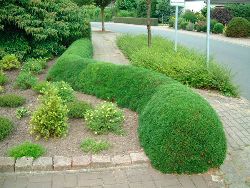 Сосна горная Мугус